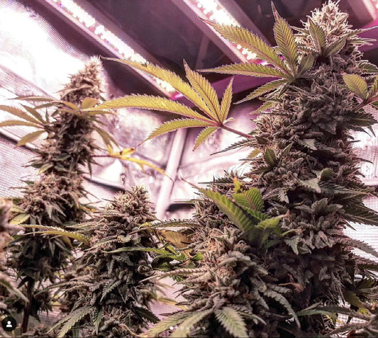 Cannabis in flower in grower facility.