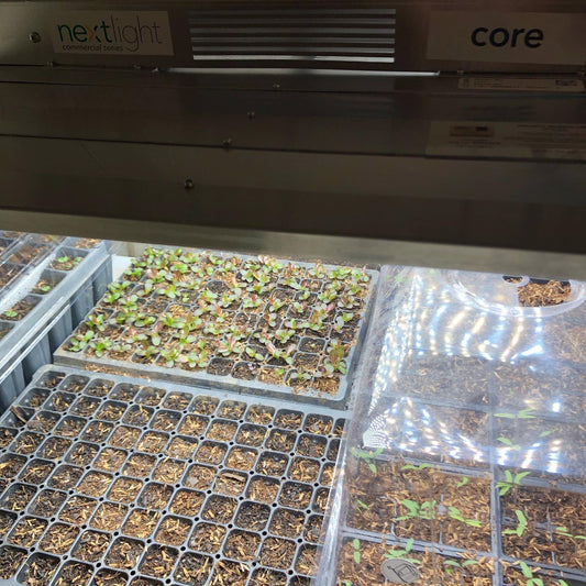 Seeds growing under lights