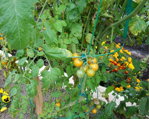 Gardening Through Climate Change