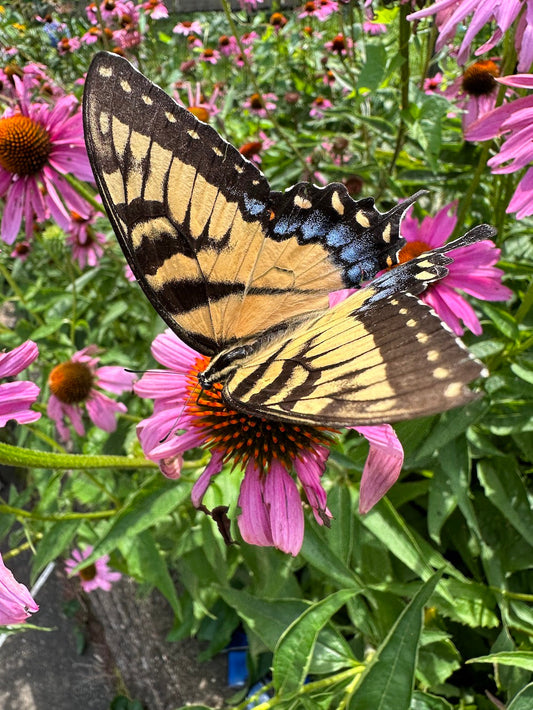 Park(ing) Day and Native Plants