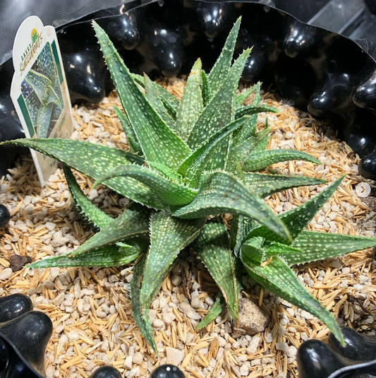 Aloe with rice hulls