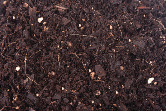 Which Potting Soil Is Right for Which Plant?