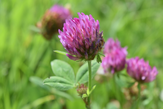 Red Clover