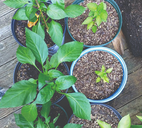 All About Biochar