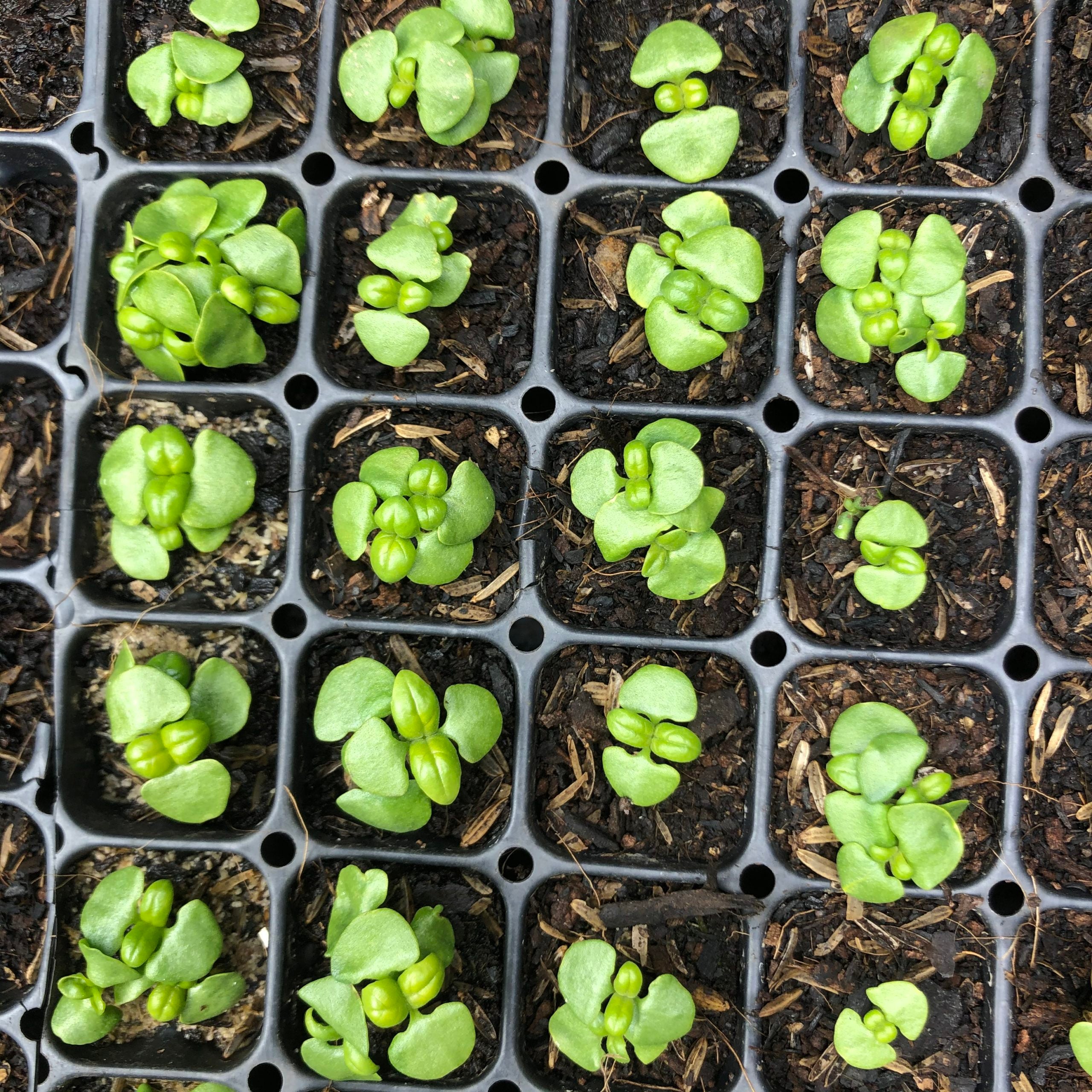 Four Undervalued Tips for Better Seed-Starting Success