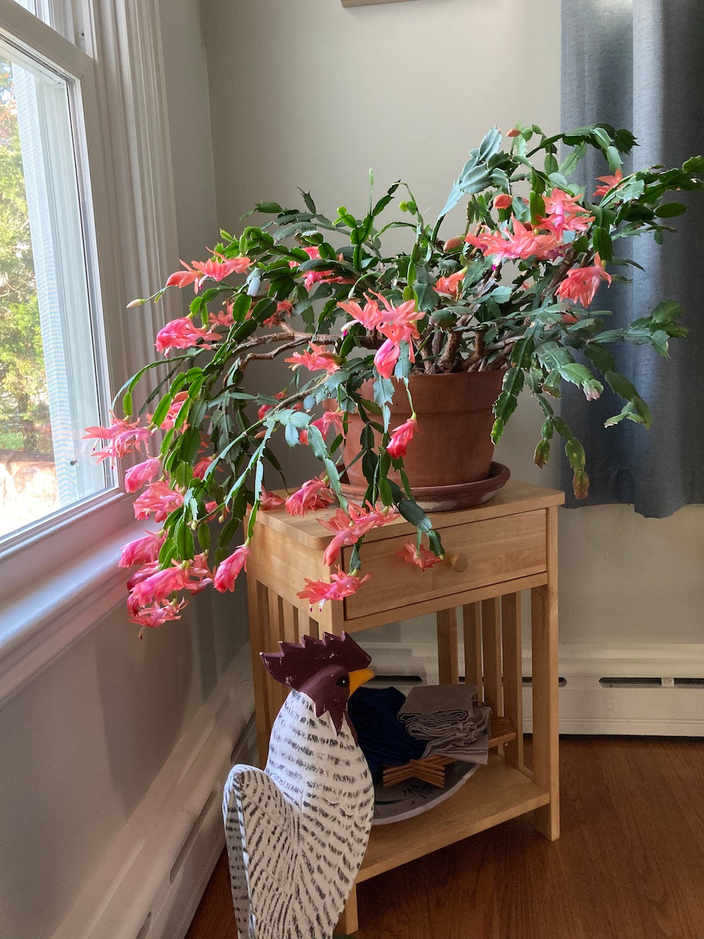 Holiday Plants: Rescue or Refuse Pile?