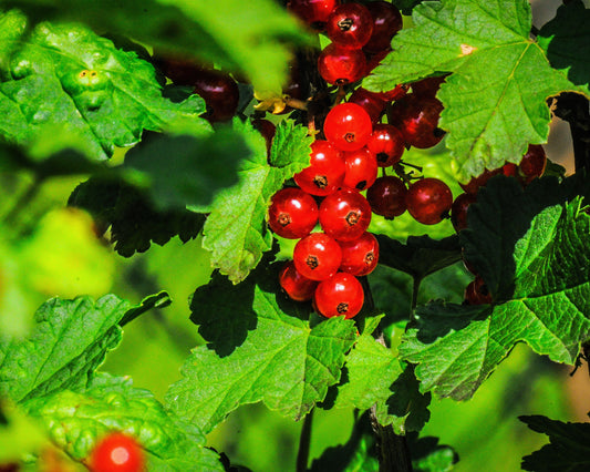 Growing Berries in Containers