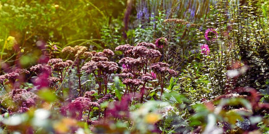 Six Fall-Blooming Pollinator-Friendly Perennials