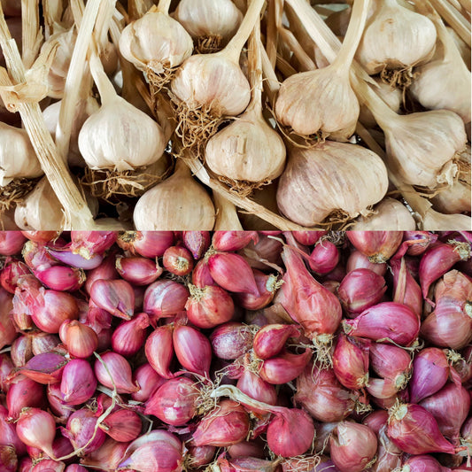 garlic and shallot bulbs