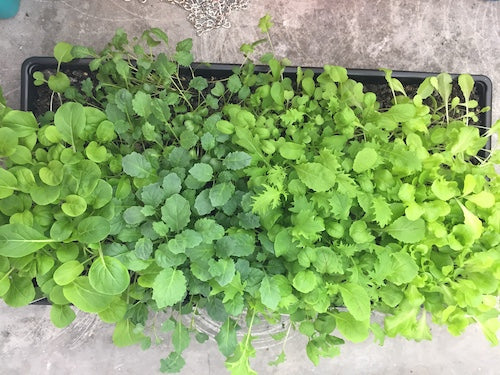 Microgreens for Winter Indoor Growing