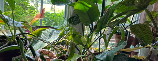 Tropical Houseplants 101