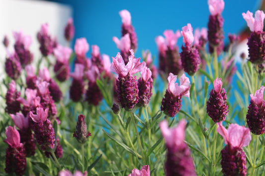 A Beginner's Perennial Garden
