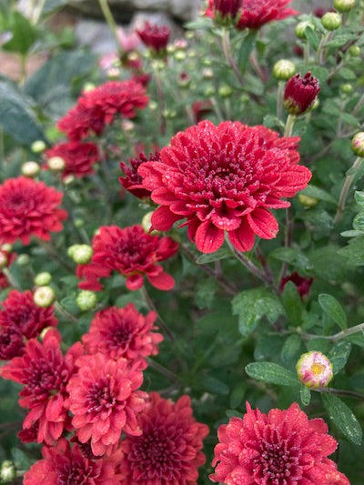 Change of Seasons, Change of Colors