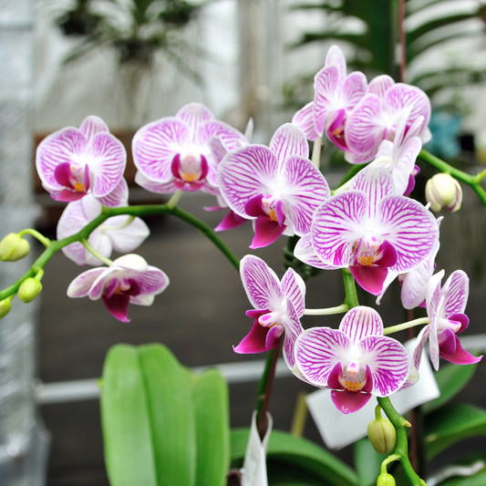 Orchid