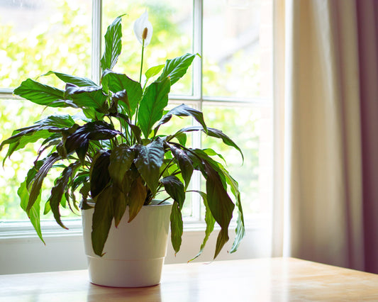 Gifts That Gardens Give Us