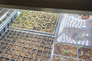 Consider These Before Starting Seeds Indoors
