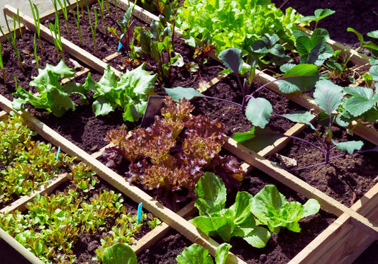 Maximizing Your Vegetable Garden