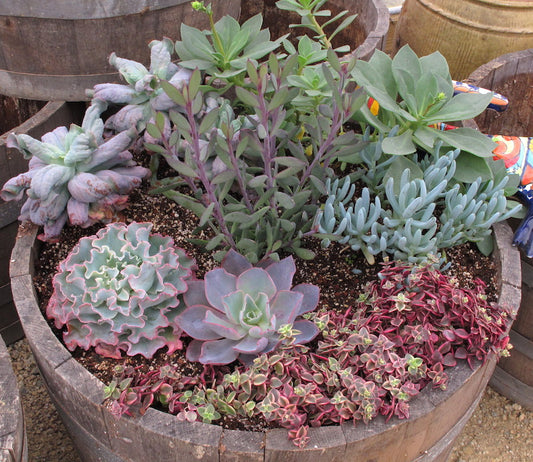 Grow an Organic Succulent Garden