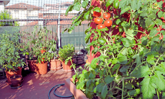Growing Vegetables in Containers