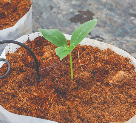 Why Peat Free Organic Potting Soil?