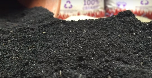 Houseplant How-Tos