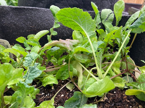 This Spring’s Garden Supply Shortage