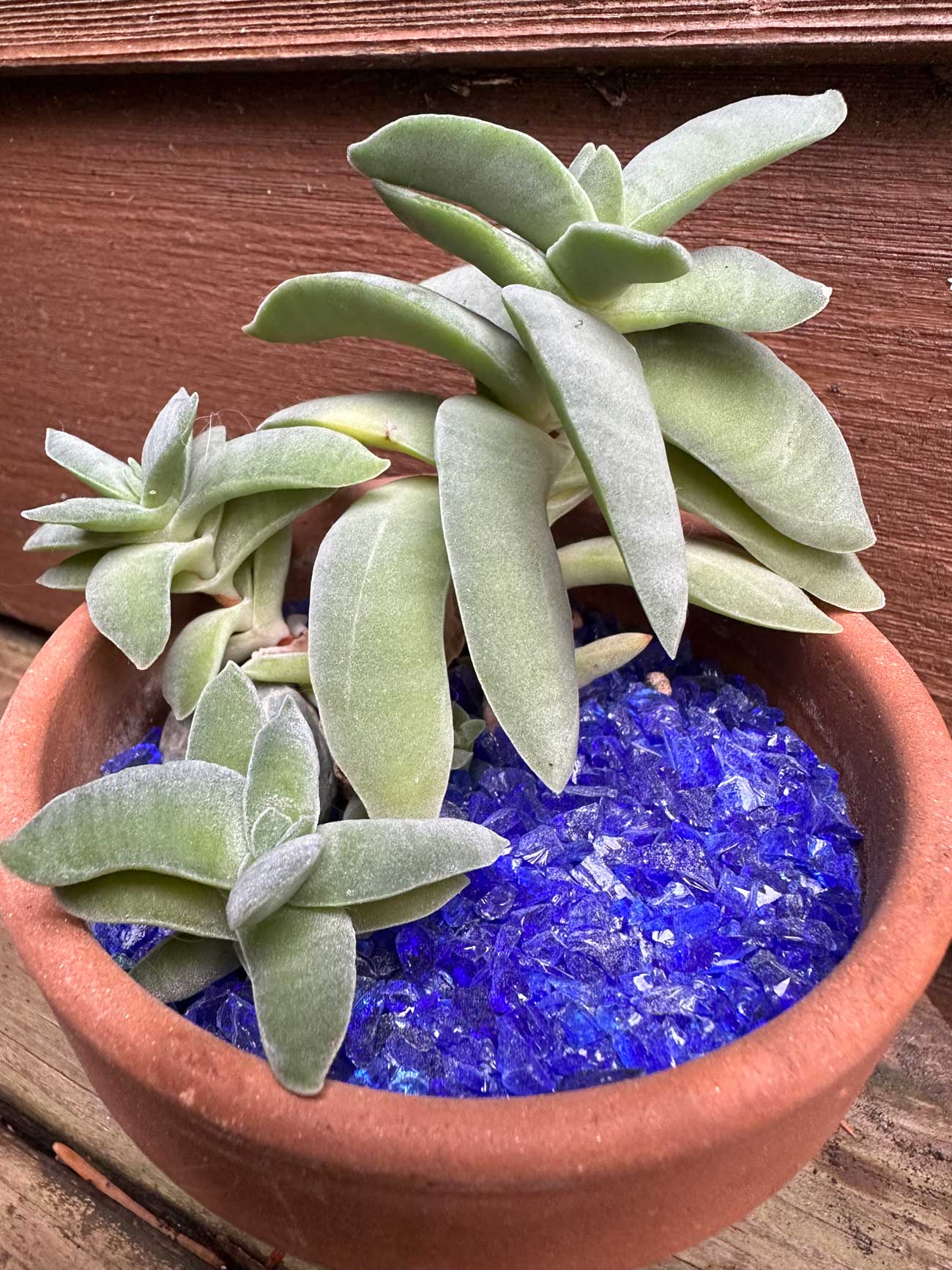 plant pot topper Recycled Glass Terrarium Topper – Organic Mechanics Soil