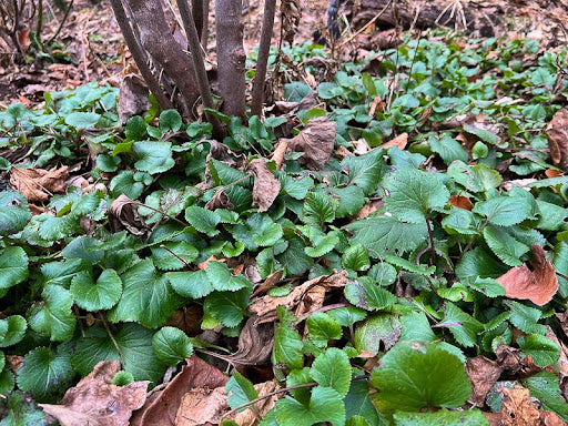 Groundcovers in Winter