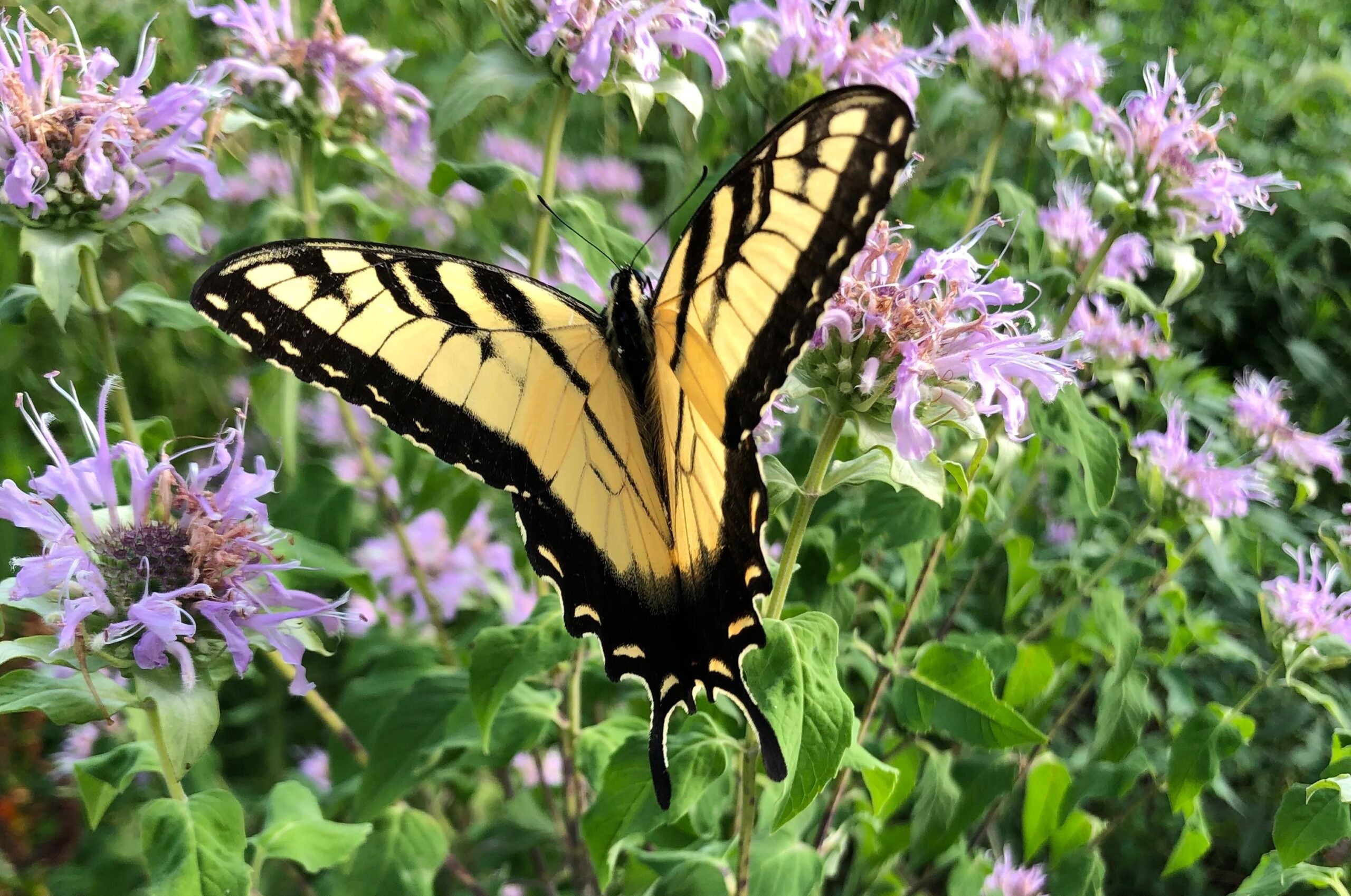 Herbs and Edibles to Celebrate Pollinator Month