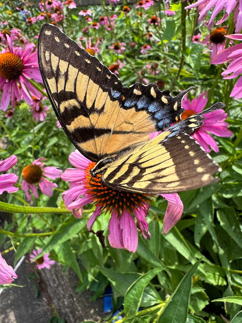 Park(ing) Day and Native Plants