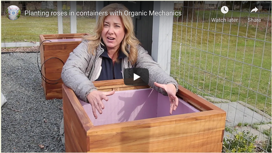 Planting roses in containers with Organic Mechanics