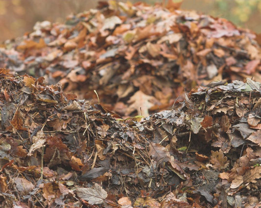 Fall Gardening Strategies for Healthy Spring Soil