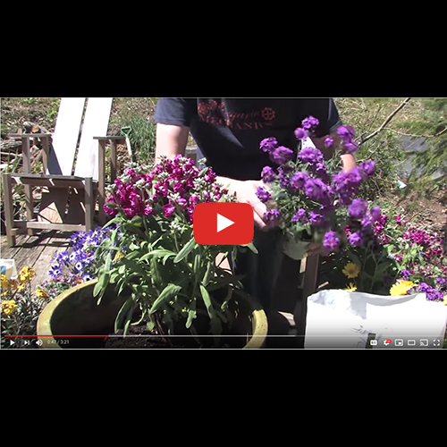 Organic Mechanics Soil Co. Presents // American Plant - Container Gardening With Annuals