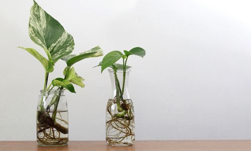 Cuttings of Outdoor Houseplants