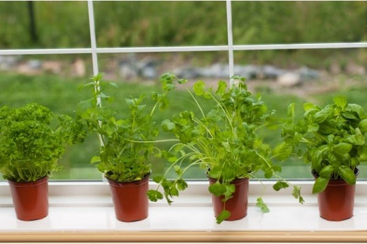 Growing Herbs Indoors