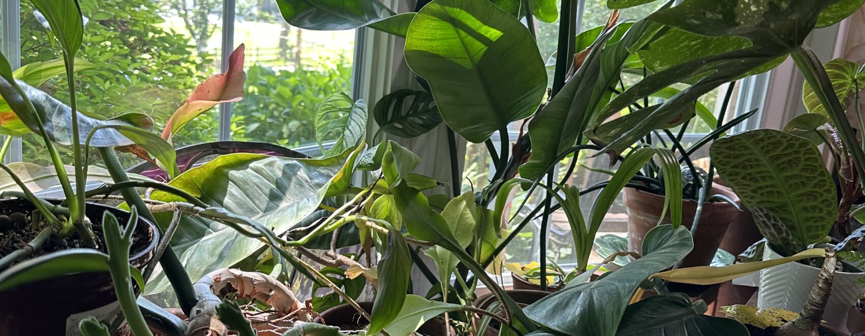 Tropical Houseplants 101
