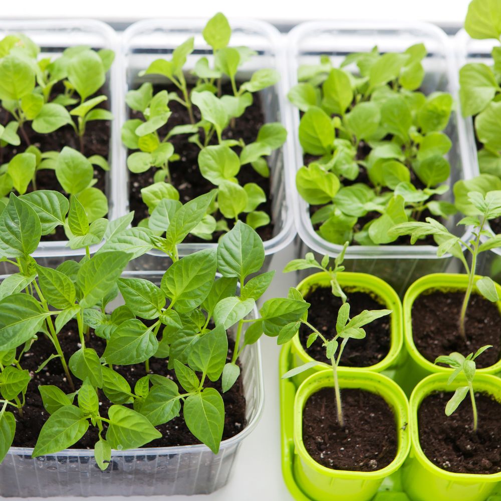 Uplevel Your Seed-Starting Game