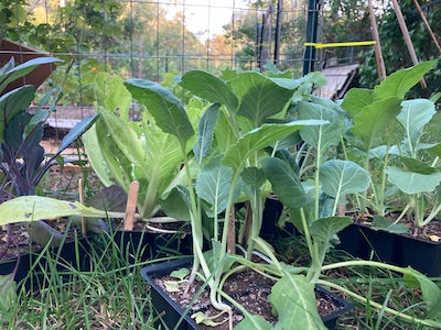 fall vegetable transplants
