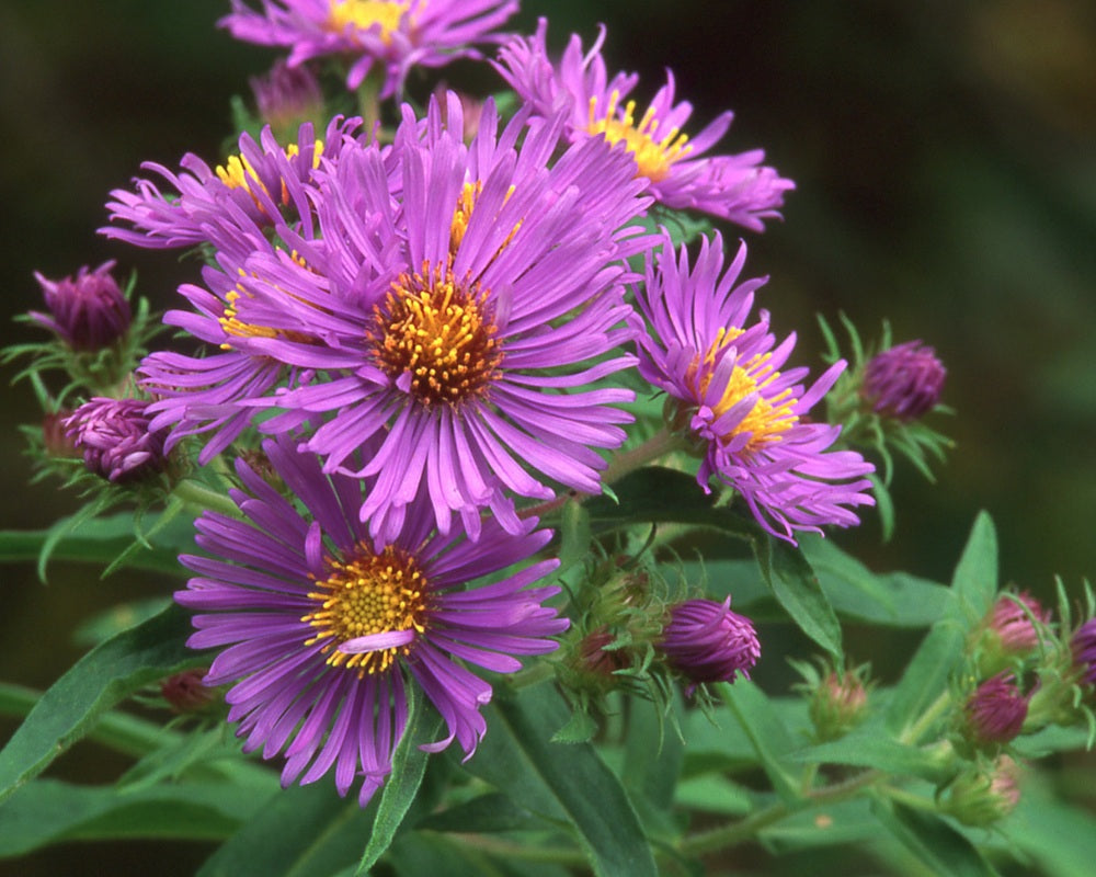 Fall Is For Planting Native Perennials