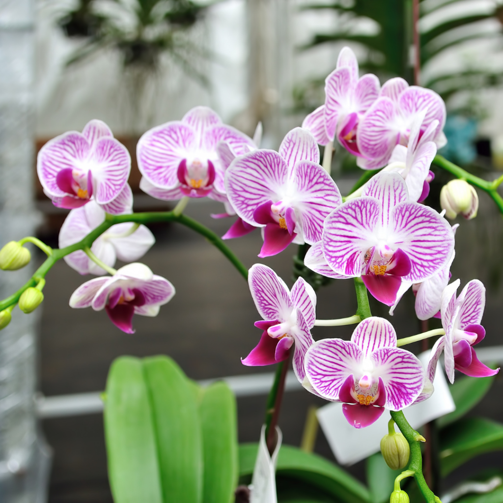 Orchid