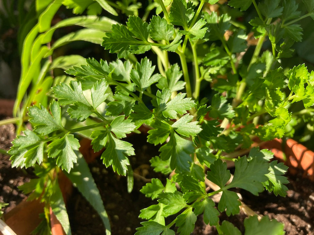 Growing Herbs on Windowsills