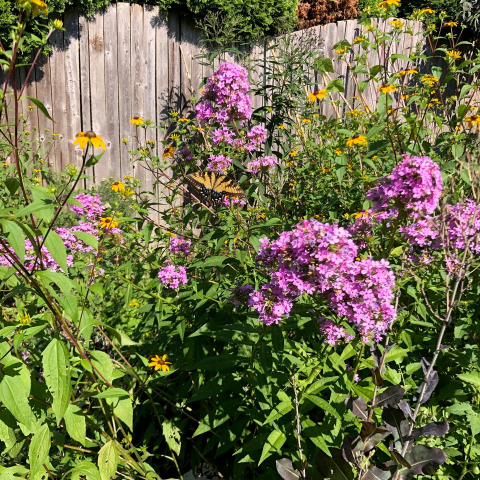 flowers with butterflies