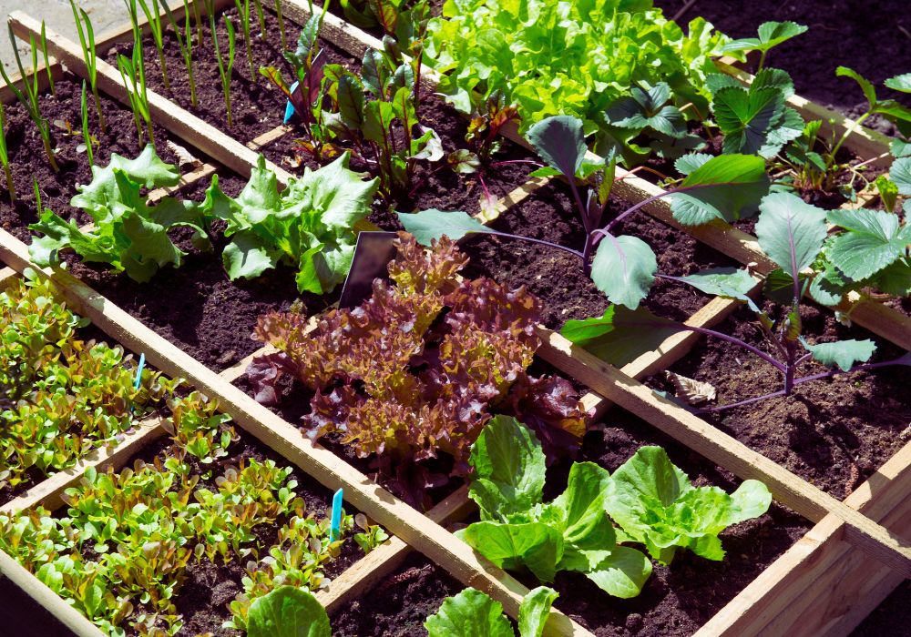 Maximizing Your Vegetable Garden