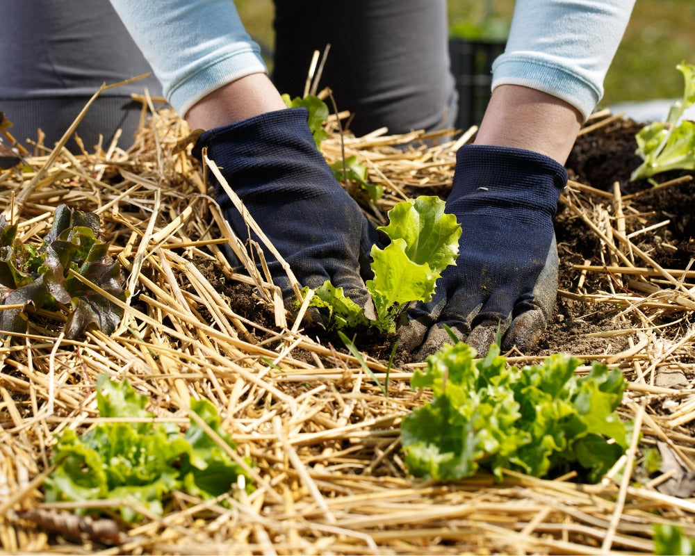 Waterwise Tips for Smart Irrigation Month
