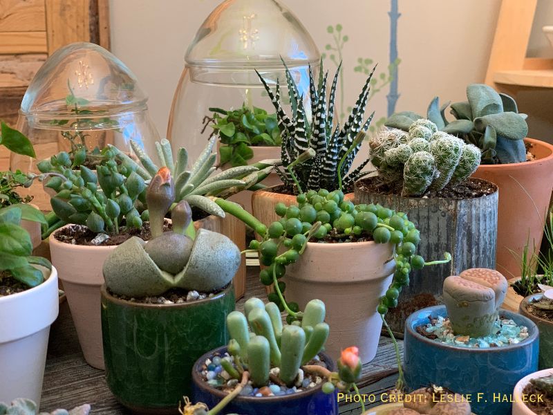Start Your Cacti and Succulent Collection