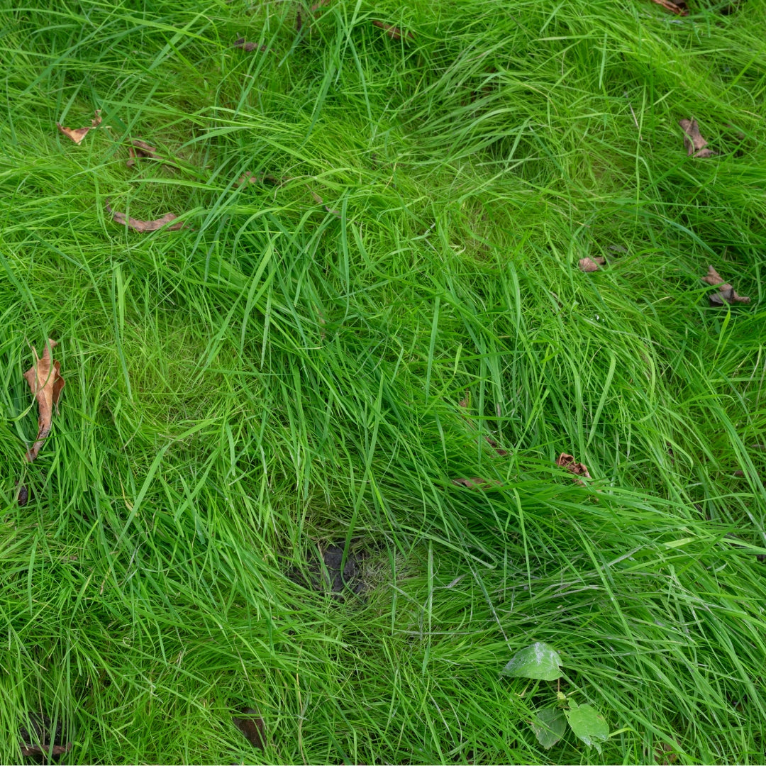 If You Must Have a Lawn