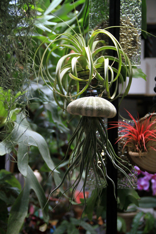 Air Plants and Epiphytes: How to Grow Plants Without Soil