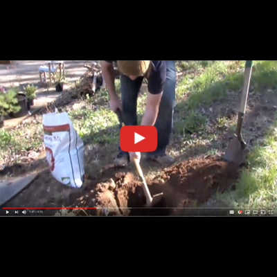 Organic Mechanics Soil Co. Presents // American Plant – How To Plant A Tree