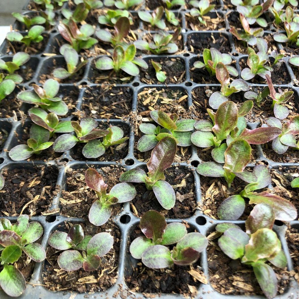 Organic Seed Starting Mix with Plants Growing