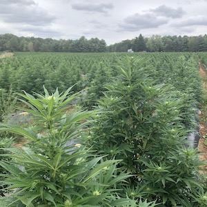 Growing marijuana in coco
